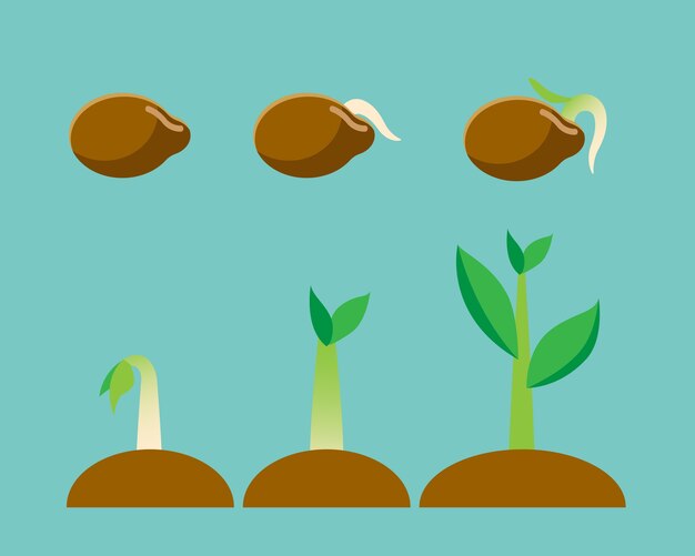 Ilustración de vector sobre la semilla, proceso de crecimiento de la ...