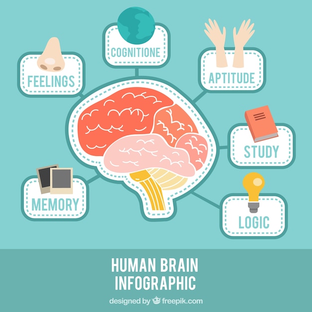 Infografía De Cerebro Con Diferentes Temas Descargar Vectores Gratis 2631