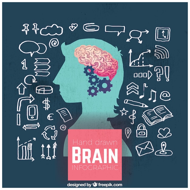 Infografía De Cerebro Humano Dibajada A Mano Descargar Vectores Gratis 8217