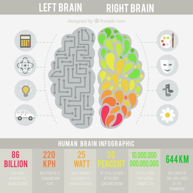 Infografía De Cerebro Humano En Diseño Plano Descargar Vectores Gratis 0924