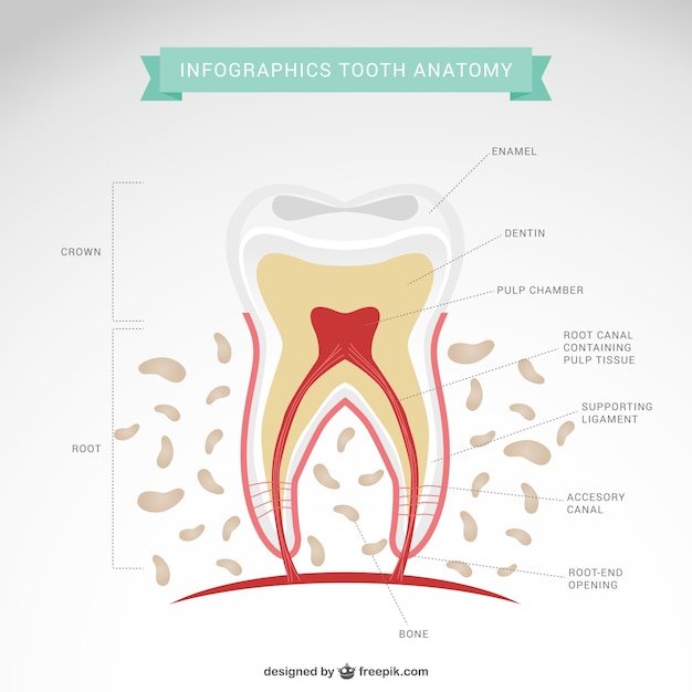 Álbumes 98+ Foto Infografia De Los Dientes Para Niños Actualizar 10/2023