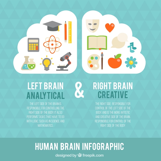Infografía Del Cerebro Humano Con Elementos Coloridos Descargar Vectores Gratis 4207