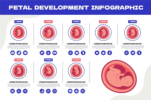 Infograf A De Desarrollo Fetal Dibujada A Mano Vector Gratis