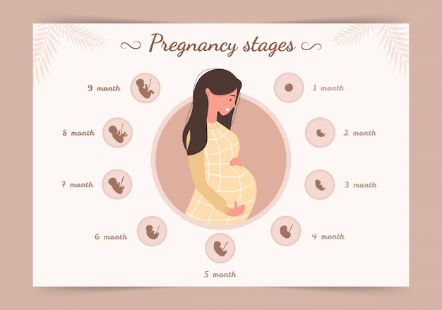 Infografía De Las Etapas Del Embarazo Silueta De Mujer Joven Embarazada Ilustración De Estilo 5642