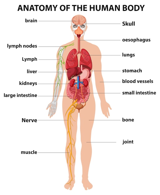 Infografia De Informacion De Anatomia Del Cuerpo Humano Vector Gratis