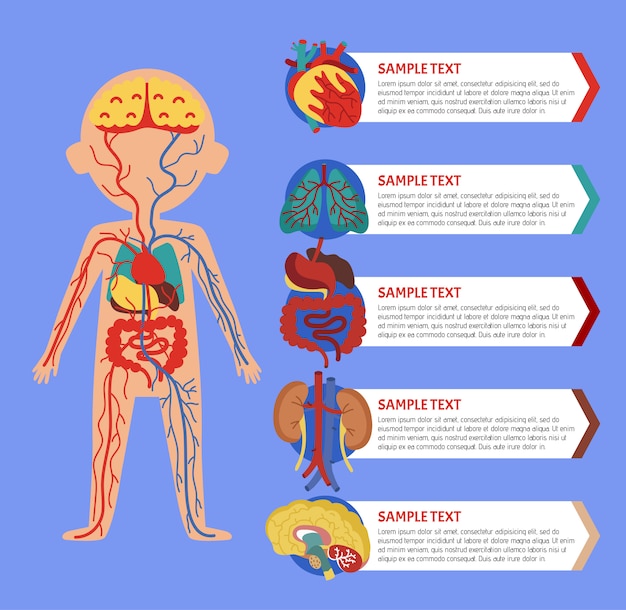 Infograf A De Salud Con Anatom A Del Cuerpo Humano Vector Premium