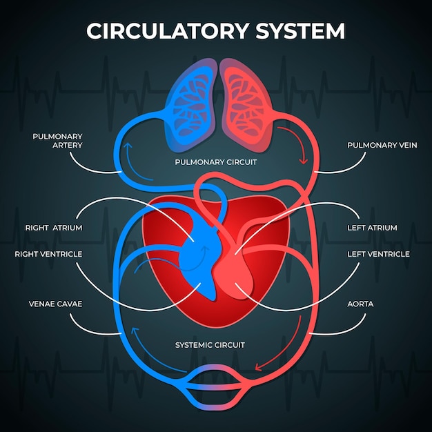 Infograf A Del Sistema Circulatorio Degradado Vector Gratis The