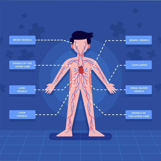 Infografia Del Sistema Circulatorio Dibujado A Mano Vector Premium