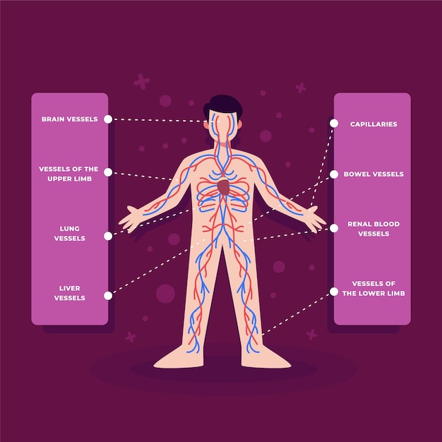 Infografia De Aparato Circulatorio Sanguineo Kulturaupice Hot Sex Picture