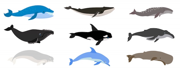 Juego de ballenas, estilo plano Vector Premium