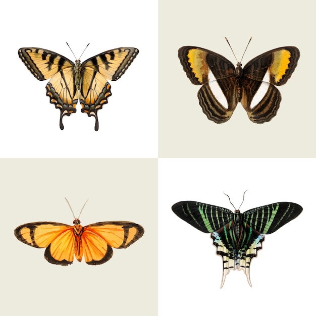 Download Mariposa | Vector Gratis