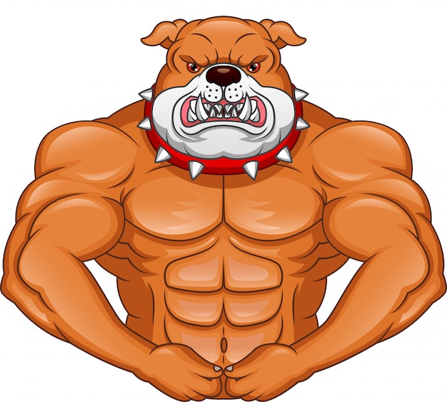 Musculo Bulldog Ingles De Dibujos Animados Vector Premium