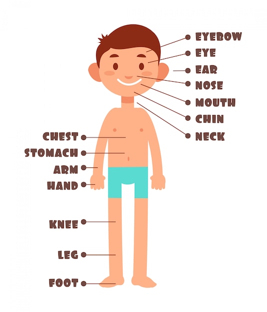 Partes del cuerpo humano para niños en ingles
