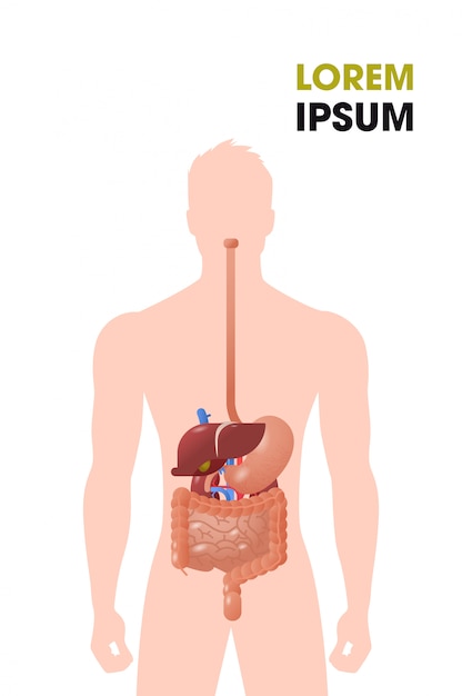 Featured image of post Anatomia Sistema Digestivo Vector Ver m s ideas sobre sistema digestivo humano sistema digestivo matematicas avanzadas