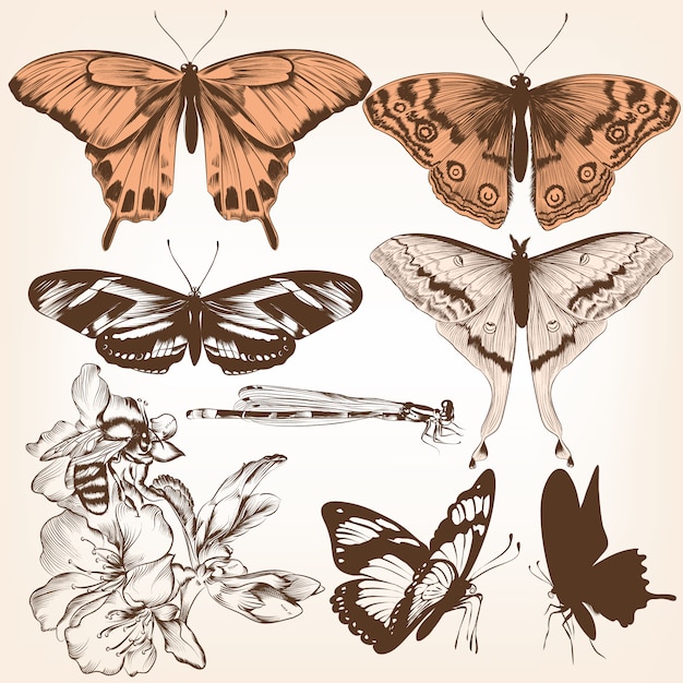 Pack de mariposas vintage ilustradas | Descargar Vectores Premium