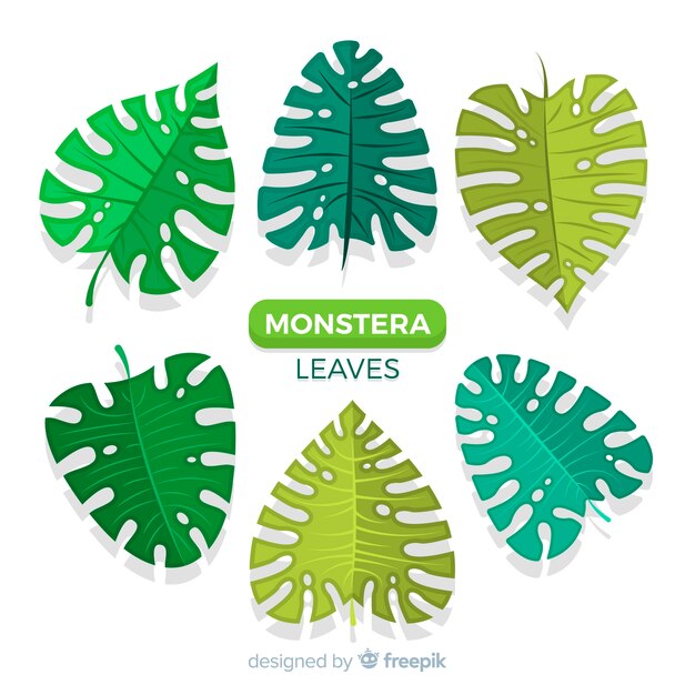 Pack Hojas Monstera Dibujadas A Mano Vector Gratis 7751