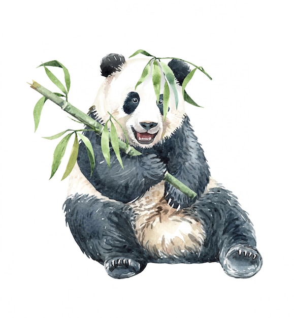 Panda de acuarela comiendo bambú Vector Premium