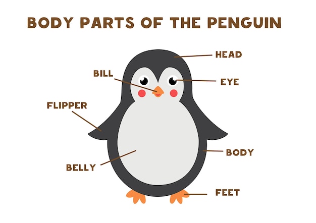 Partes del cuerpo del lindo pingüino. anatomía de los animales | Vector ...