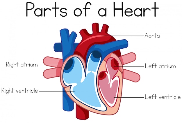 Partes Del Diagrama Del Corazón Vector Premium