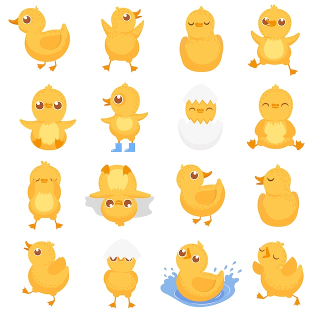 Patito Amarillo Lindo Pollito De Pato Patitos Y Patito Bebe Aislado De Dibujos Animados Vector Premium