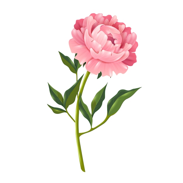 peony illustration free download