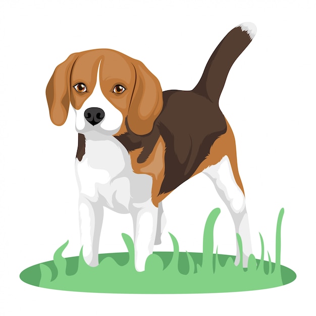 Perro Beagle Vector Premium