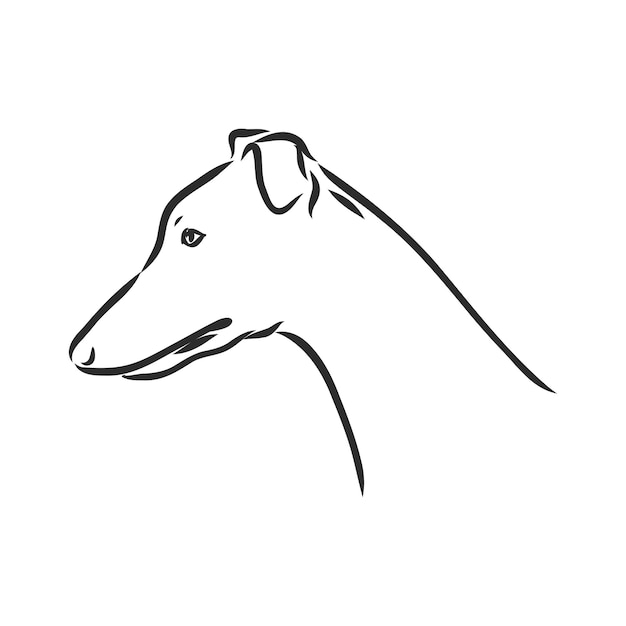 Perro Galgo Ilustraci N De Vector Aislado Dibujo De Vector De Perro