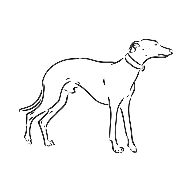 perro galgo ilustración de vector aislado dibujo de vector de perro