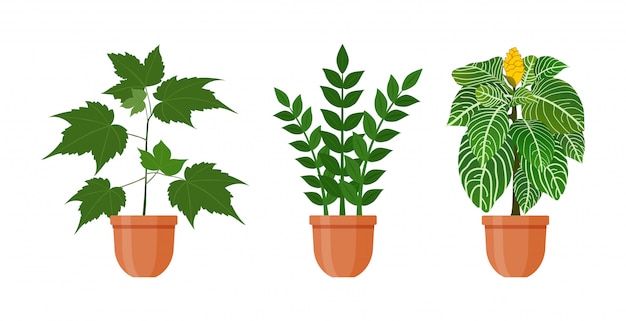 Planta en maceta. conjunto de plantas de interior y flores en maceta de estilo plano. ilustración vectorial Vector Premium 