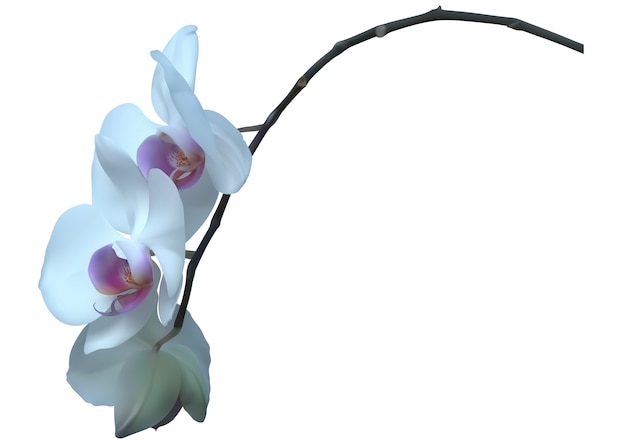 Planta de orquídea blanca con flores Vector Premium