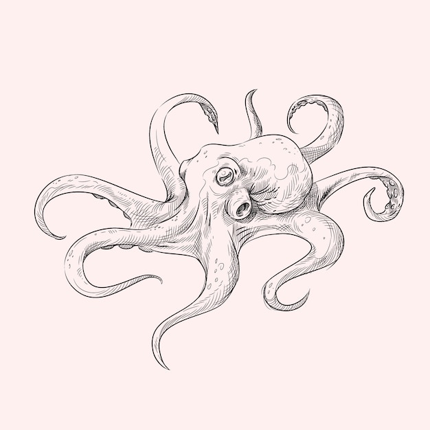 Pulpo Realista Dibujado A Mano Vector Gratis