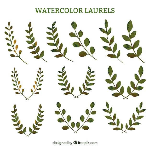 Ramitas De Laurel Acuarela Vector Gratis