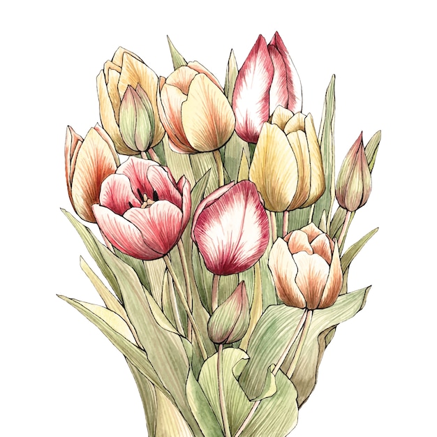 Ramo de tulipanes de acuarela dibujados a mano Vector Premium
