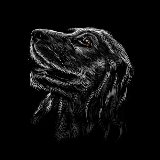 Retrato De La Cabeza De Un Cocker Spaniel Ingl S Sobre Un Fondo Negro