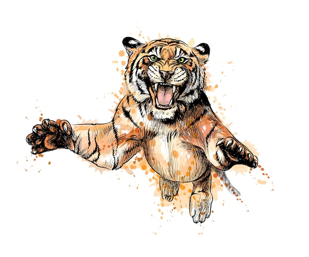 Retrato De Un Tigre Saltando De Un Toque De Acuarela Boceto Dibujado A