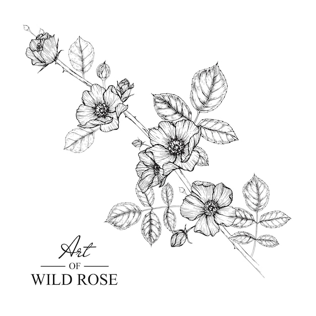 Rosa Silvestre Hoja Y Dibujos De Flores Vintage Dibujado A Mano