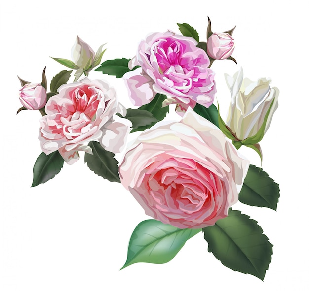 Rosas Inglesas Flor Rosa Hermosas Flores Naturales Vector Premium