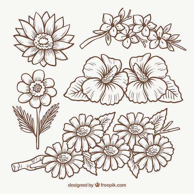 Set De Flores Dibujadas A Mano Vector Gratis 0222