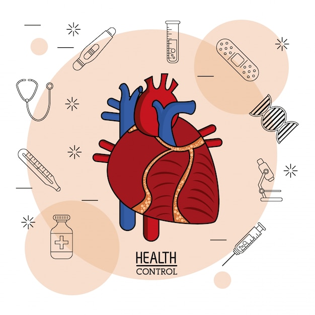 Sistema Cardiovascular Colorido En Primer Plano | Vector Premium