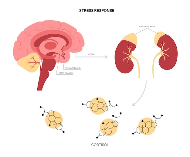 Sistema De Respuesta Al Estrés Eje Hipotalámico Pituitario Adrenal Concepto De Glándulas 8387