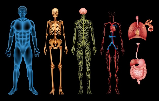 Sistemas Del Cuerpo Humano Descargar Vectores Premium