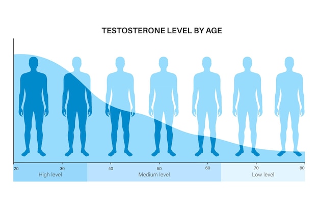 Tabla De Colores Del Nivel De Testosterona. Producción De Hormonas ...