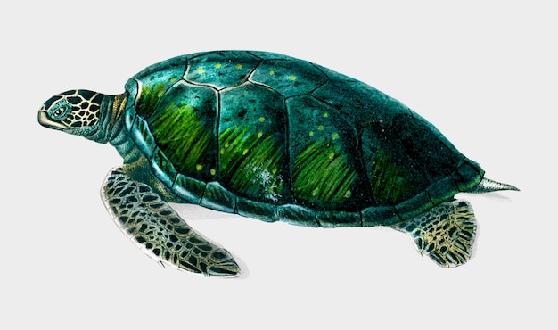 Tortuga vector gratuito