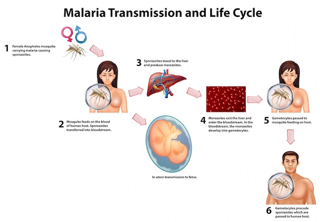 Transmisi N Y Ciclo De Vida De La Malaria Descargar Vectores Premium