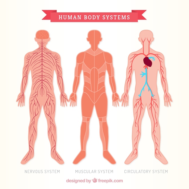 Tres Sistemas Del Cuerpo Humano Vector Premium
