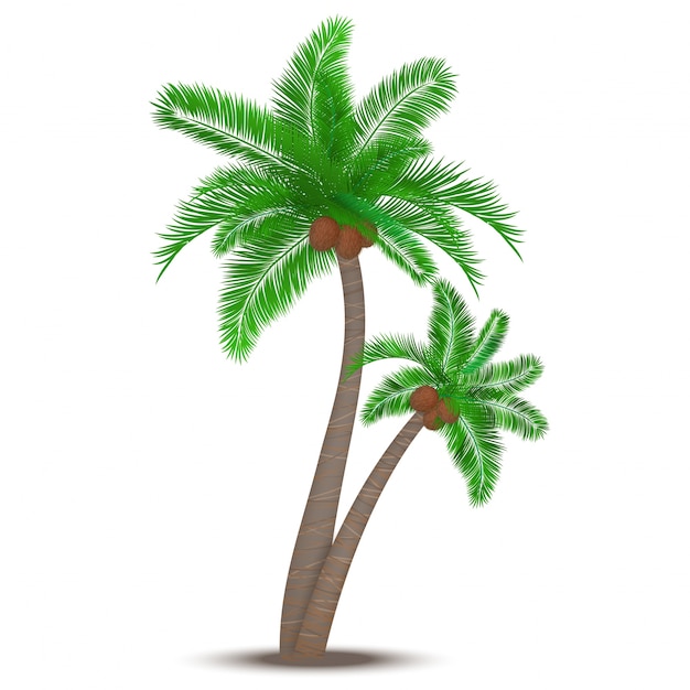 Tropical palmera con cocos símbolo aislado ilustración vectorial