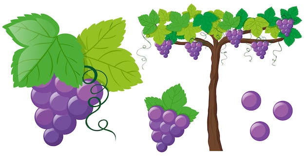 Uvas Frescas En La Vid Vector Premium