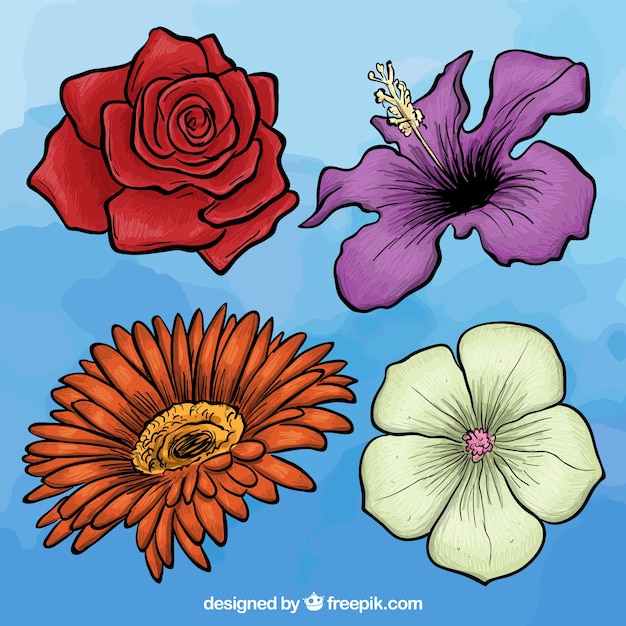 Variedad de flores dibujadas a mano | Vector Gratis