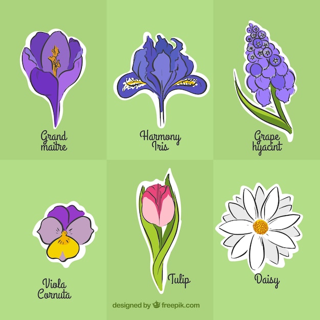 Tipos De Flores Dibujos Variedad de flores dibujadas a mano | Vector Gratis