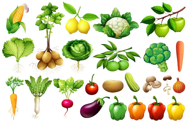 Varios Tipos De Ilustración De Verduras Descargar Vectores Gratis 3557